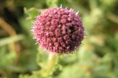 Sphaeranthus indicus